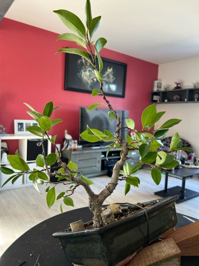 Ficus bouture du gros
