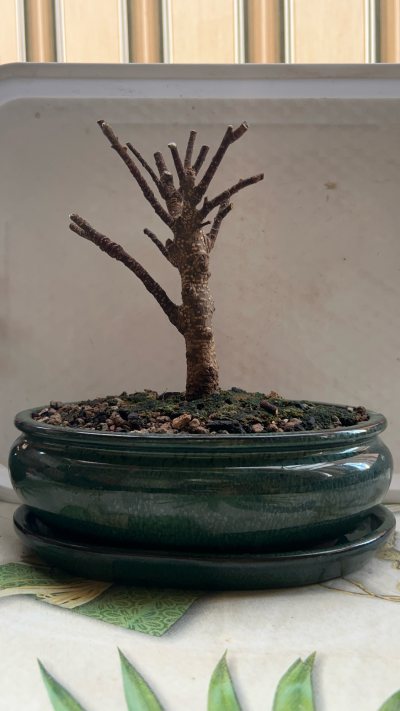 Ficus