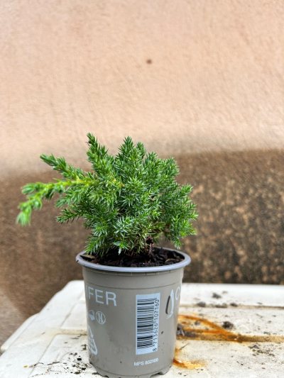 Juniperus Nana