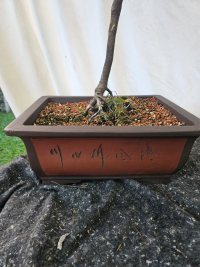 Trasplante - 9/1/25 - Photo 1/1