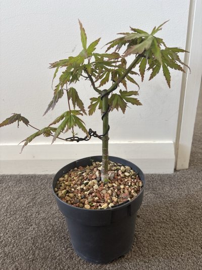 Fork Trunk Japanese Maple