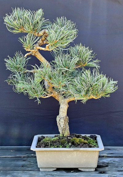 White pine