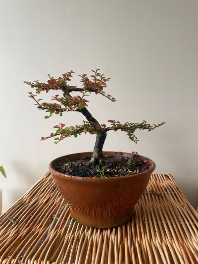 Cotoneaster