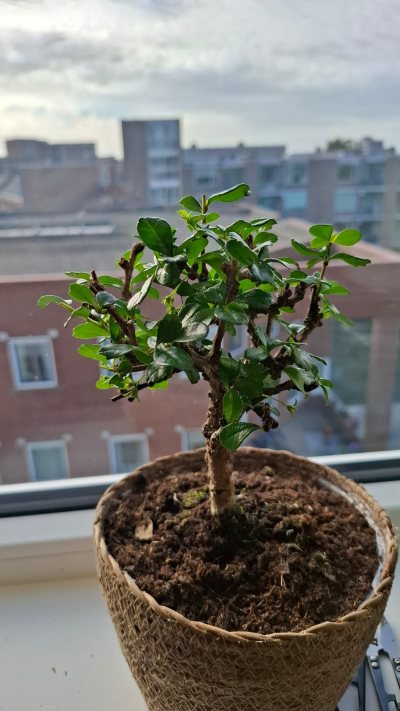 Bonsai bol