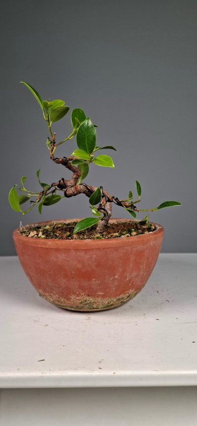 Ficus 2