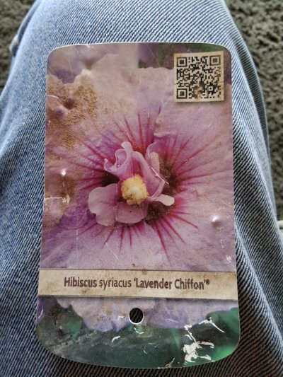 Hibiscus