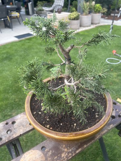Hinoki
