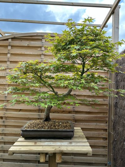 Erable Palmatum