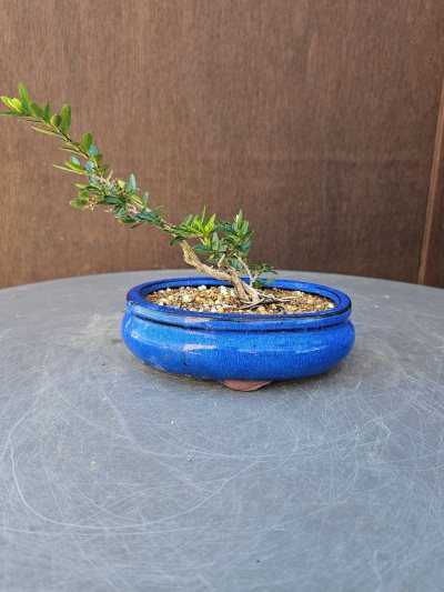 Lonicera Nitida