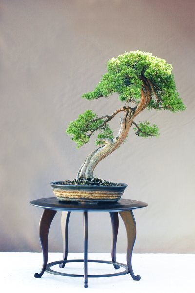 Genevrier chinensis itoigawa "the Oldest"