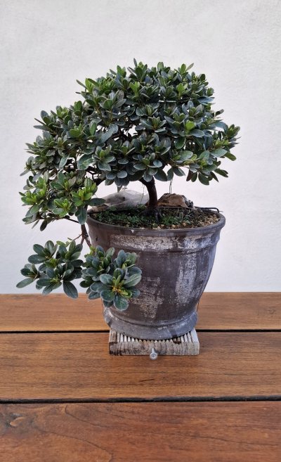Azalee Japonica Purple