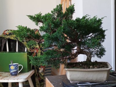 Juniperus chinesis 2