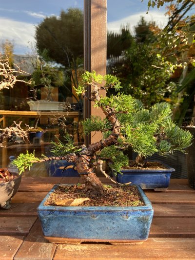 Juniperus 1