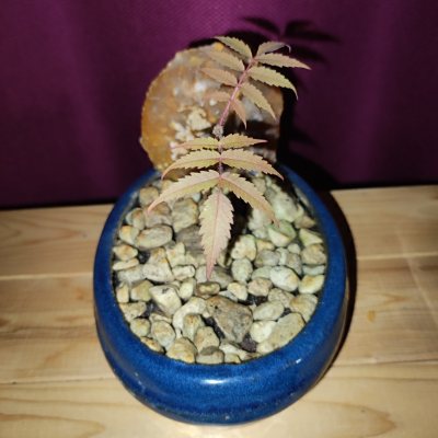 Sumac