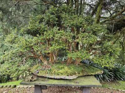 Bosque Jabuticaba