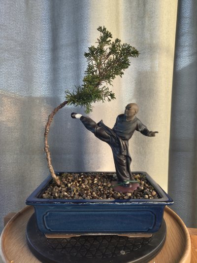 Mönch Juniperus