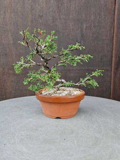 Juniperus chinensis itoigawa
