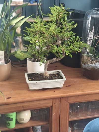 Mon 1er bonsaï