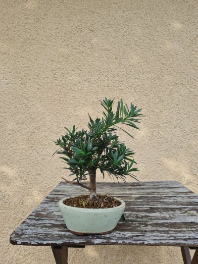 Podocarpus