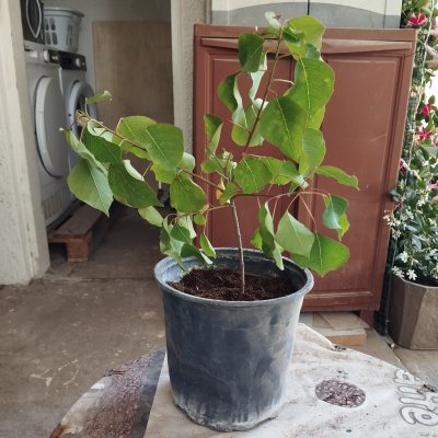 Триадика салоносная 🌿 ТСа02
