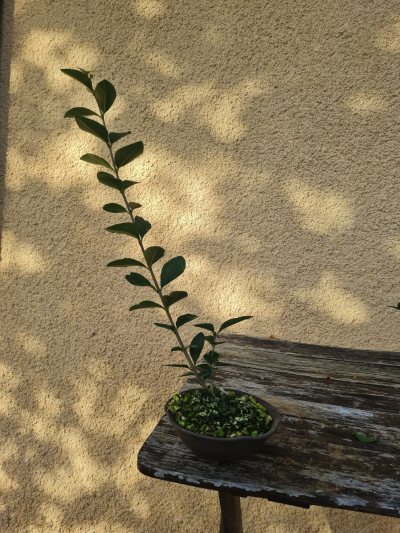 Troene de Californie 2