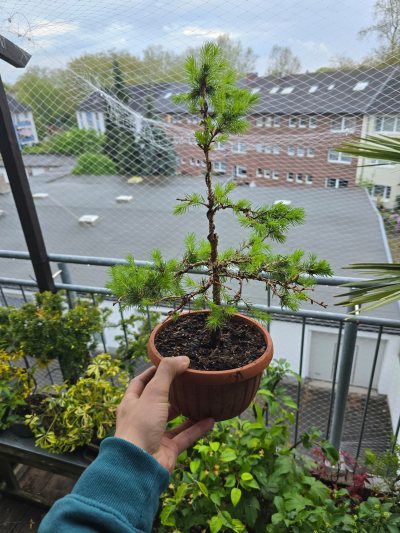Zwerg Fichte 'Little Nordic'