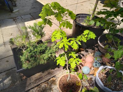Overcup oak