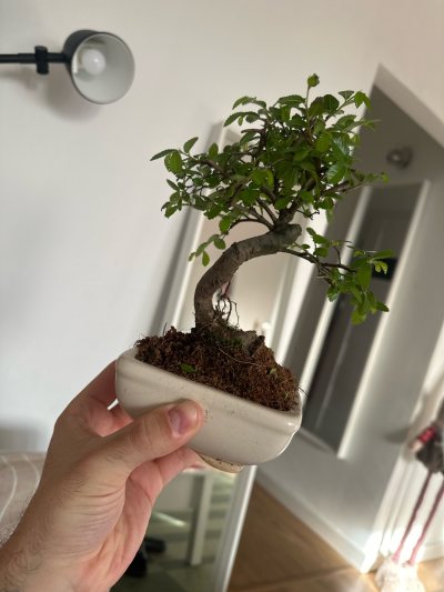 Bonsai