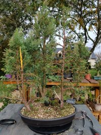 Deadwood work - 10/27/25 - Photo 1/1
