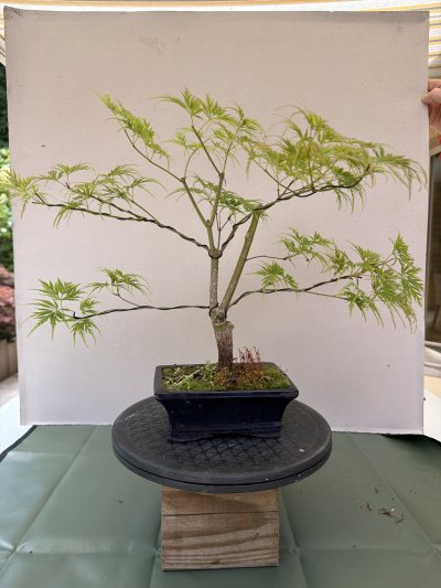 Acer petit