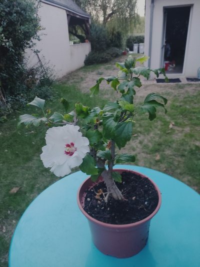Hibiscus Syriacus