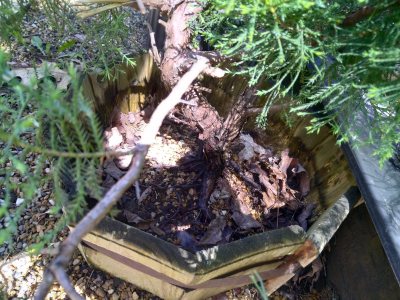 Juniper chinensis, Split trunk