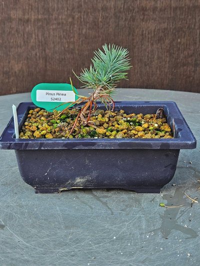 Pinus Pinea