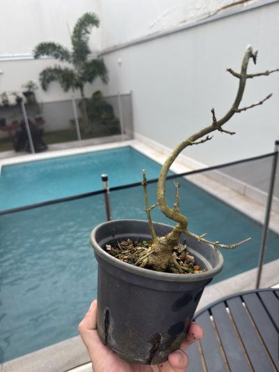 Acer kaedinho