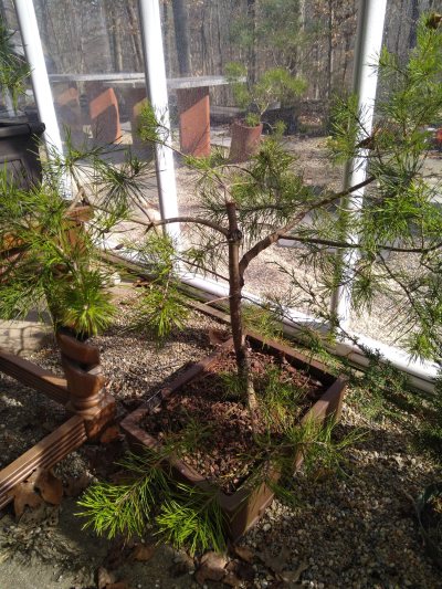 Virginia Pine, upright Yamadory