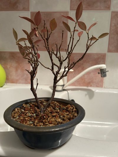 Jasmin