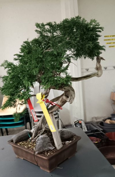 Juniperus sabina