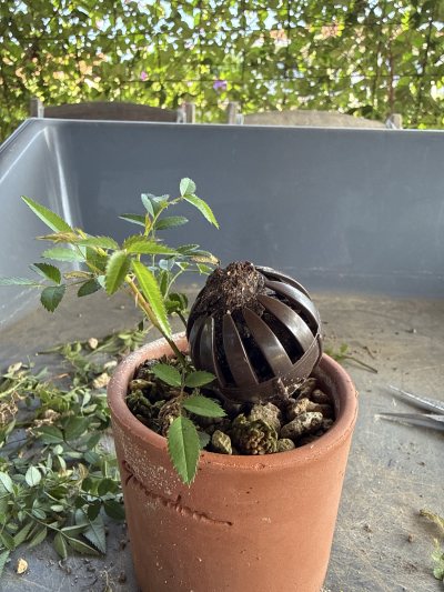 ROSIER 11