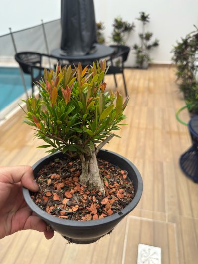 Cereja Cerejinha