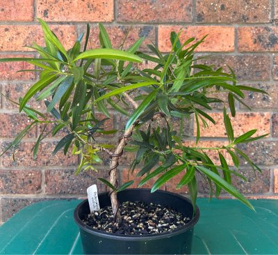 Illawarra Plum Pine