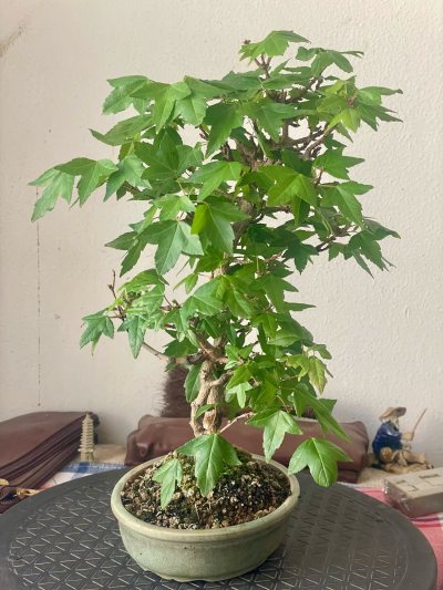 Acer buergerianum