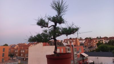 Pino grande