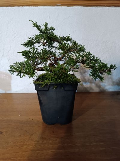 Juniperus chinensis Itoigawa 049