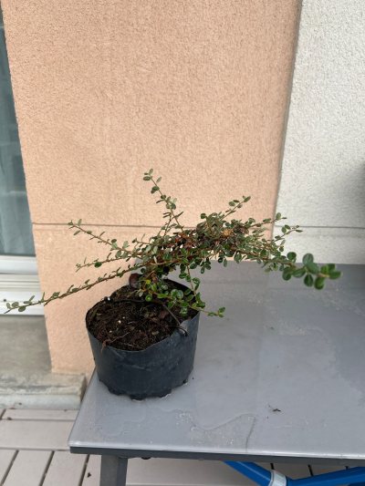 Cotoneaster 2