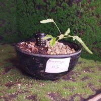 পুনরায় রোপণ - ২৮/১২/২৫ - Photo 1/1