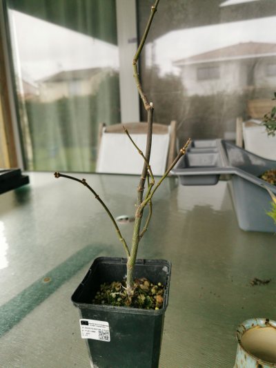 Acer palmatum O garden