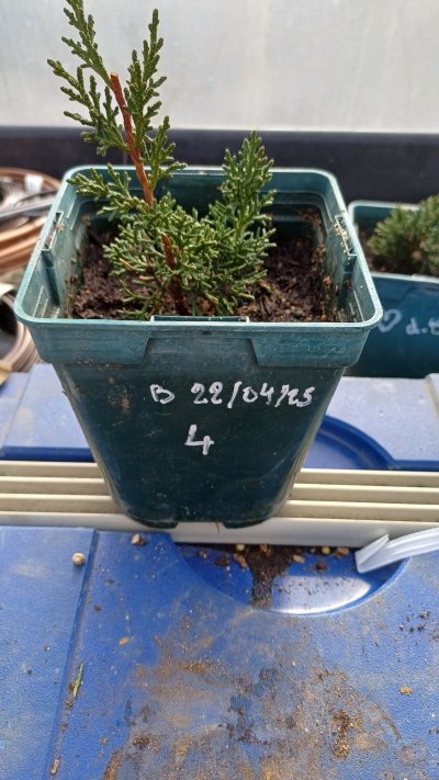 Bouture Junipetus 4