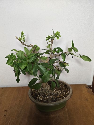 Esche Gemein 001