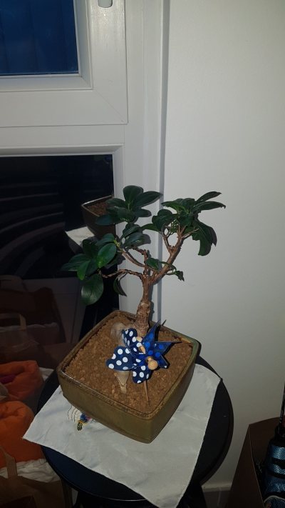 Ficus elisabeth