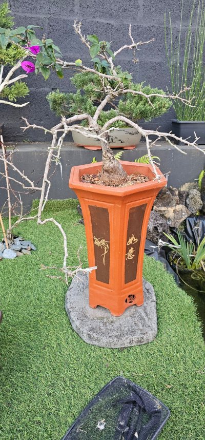 Bougainvillier cascade